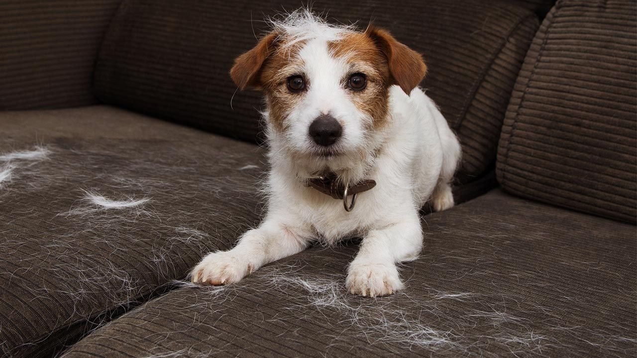 Conocé cómo eliminar los pelos de perro o gato con estos simples trucos